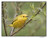 paruline jaune / yellow warbler