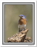 merle bleu / eastern bluebird