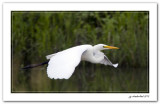 grande aigrette /great egret