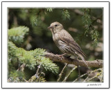 tarin des pins / pine siskin