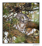 petite nyctale / saw-whet owl