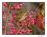 grive solitaire / hermit thrush