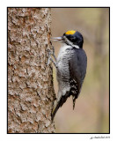 pic a dos noir / black- backed woodpecker