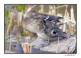 sarcelle d'hiver / green-winged teal