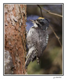 pic a dos rayée / american three-toed woodpecker