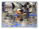 canard mandarin / mandarin duck