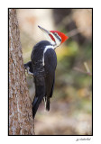 grand pic / pileated woodpecker