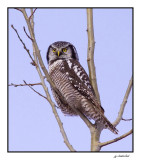 chouette eperviere / northern hawk-owl