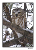 petite nyctale / northern saw-whet owl