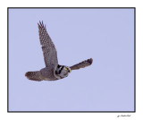 chouette éperviere / northern hawk owl