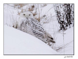 harfang des neiges / snowy owl