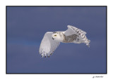 harfang des neiges / snowy owl