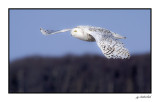 harfang des neiges / snowy owl