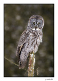 chouette lapone / great gray owl