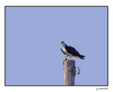balbuzard pecheur / osprey