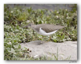 chevalier / sandpiper