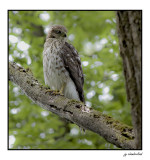 epervier de cooper / cooper hawk