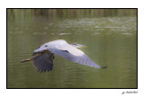 grand heron / great blue heron