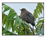 quiscale rouilleux / rusty blackbird