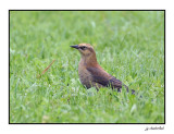 quiscale rouilleux / rusty blackbird