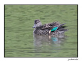 sarcelle d'hiver / green-winged teal