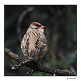 bruant a couronne blanche / white crowned sparrow