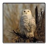 harfang des neiges / snowy owl