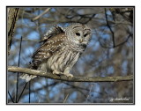 chouette rayée / barred owl