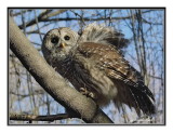 chouette rayée / barred owl