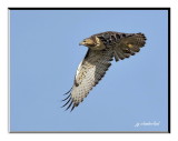 buse a queue rousse / red tailed hawk