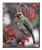 jaseur damrique / cedar waxwing (juv)