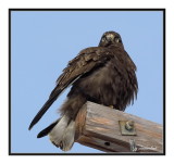 buse pattue / rough-legged hawk