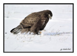 buse pattue / rough legged hawk