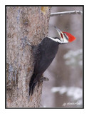 grand pic / pilated woopecker