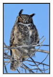 grand duc d'amérique / great horned owl
