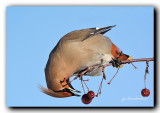 jaseur boreal / bohemian waxwing