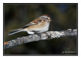 bruant hudsonien / american tree sparrow