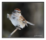 bruant hudsonien / american tree sparrow