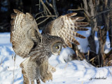 chouette lapone / great gray owl