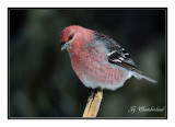 durbec des sapins / pine grosbeak