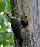 grand pic / pileated woodpecker