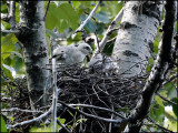 épervier de cooper / cooper's hawk