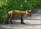 renard / fox