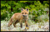 renard / fox