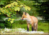 renard / fox