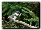 martin pecheur / belted kingfisher