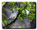 gobemoucheron gris-bleu / blue-gray gnatcatcher