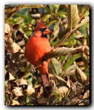 cardinal rouge / northern cardinal