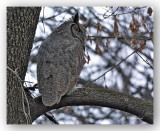 DSC_2691 grand duc d'amérique / great horned owl