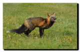 DSC_2002 renard / fox